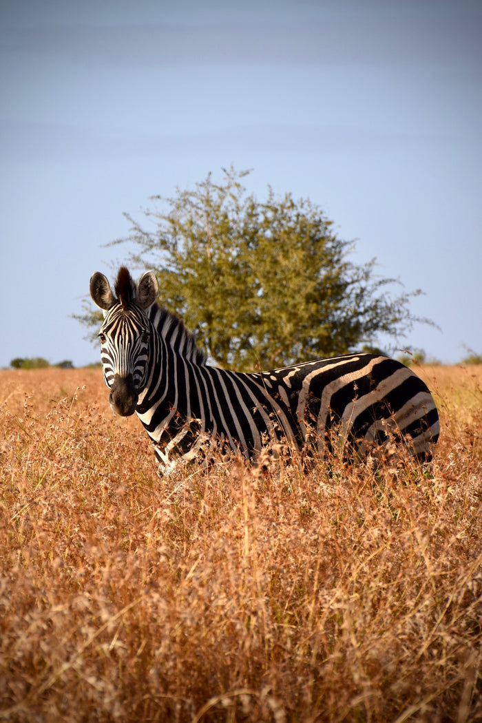 Heart of the Savannah