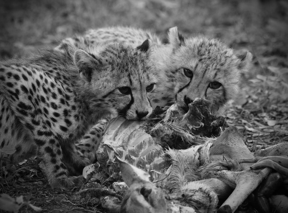 A Mother’s Gift
