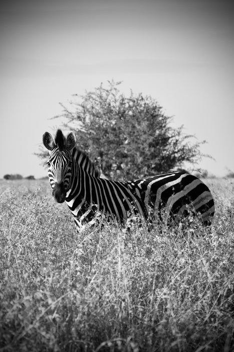 Stillness in Stripes