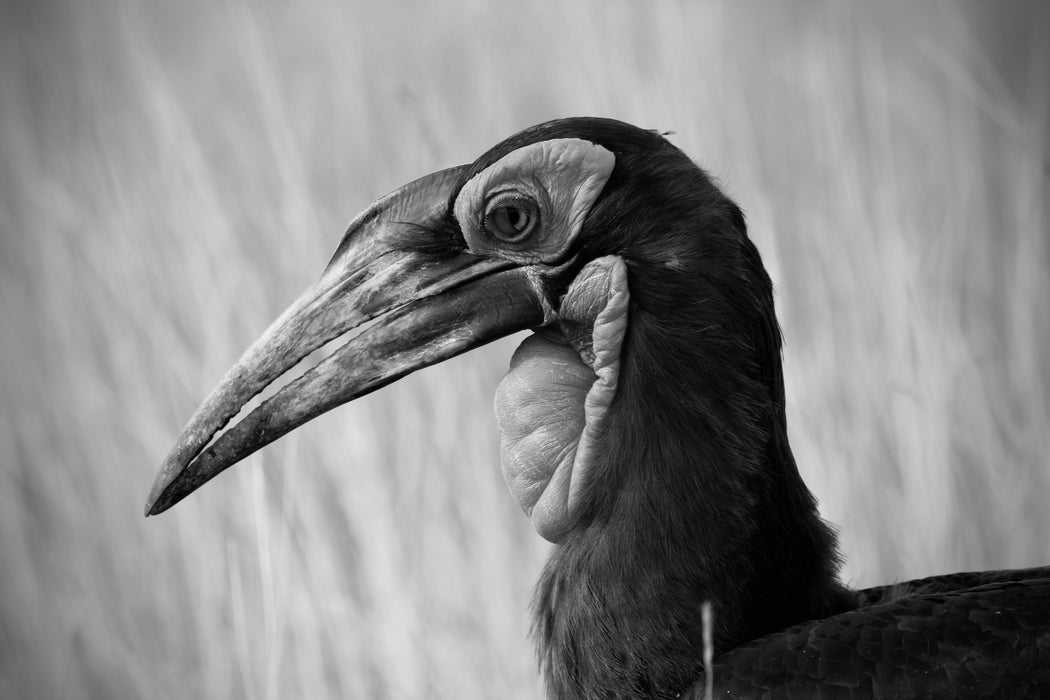 The Majestic Hornbill
