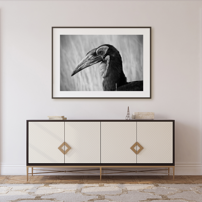 The Majestic Hornbill