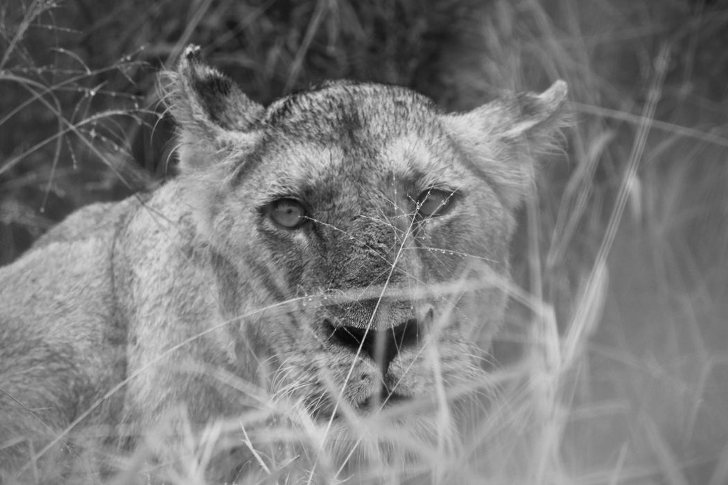 Through the Grass