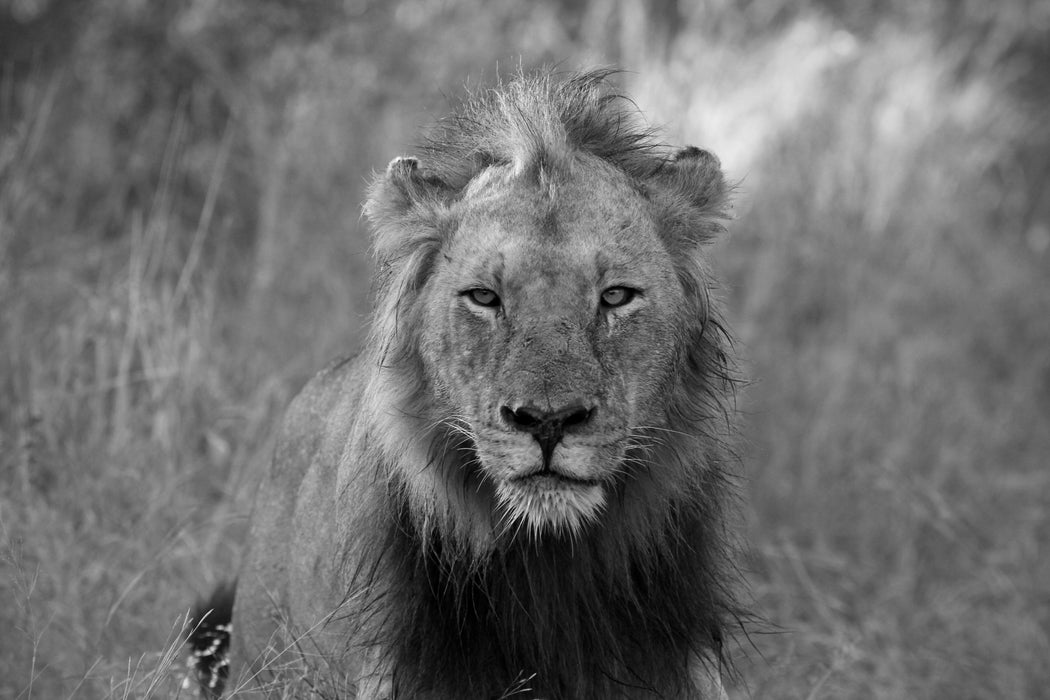 A Young King