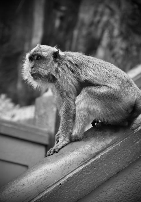 The Temple Climber