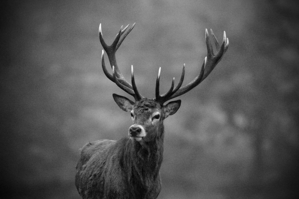 The Watchman